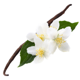 Herb | Vanilla Bean | Madagascar